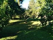 Linares, Linares