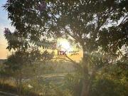 linda chàcara a venda com árvores frutífera, agua e energia