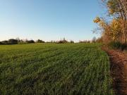 Linda Parcela en Coihueco V1438 35 LR 10 22