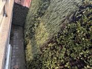 Lindo garden house con amplia terraza en la Condesa