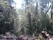 Parcela rebajada en Chiloe