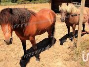 L'Isle sur la Sorgue 84800 Achat / Vente maison 18...