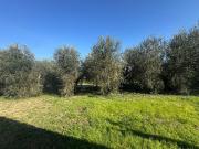 Loc Anquillaia SCARLINO SCALO bilocale 4000mq