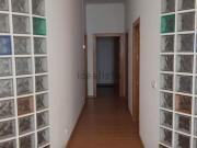 Local, Albox