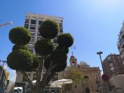 Local, Almería