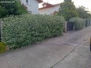 Local comercial habilitado para carnicería en Monforte...