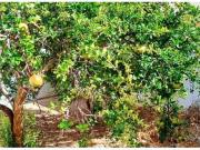 LOCAL GARAJE con cambio de uso a vivienda CON JARDÍN EN...