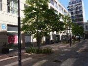 Local nuevo y amplio, en Flores