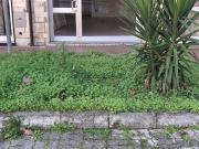 Locale in vendita di 50 m² in Via P. Longo