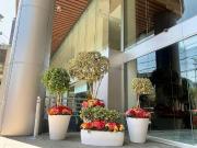 Locales Comerciales en Renta Polanco