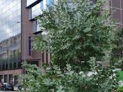 Location Fond de commerce 147 m2 Saint Etienne
