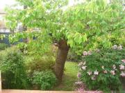 location maison toulouse 5 pièces 140 m2 haute garonne...