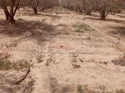 Location Terrain agricole à route de sidi a. Ghiat