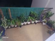 Lodha Palava Lagoona Domb 2 Bedroom 990 Sq. Ft....