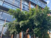 LOFT EN RENTA EN ICON ROMA