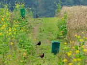 Looking For Land For Rent For Gamebird Management