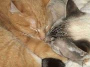 Looking For Pet Friendly Roommate s