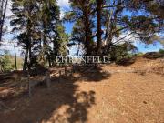 Los Pinos de Reñaca. Gran terreno de 10.000 m2