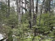 Lot 1 And 2 Plan 4632 Route 645, Harvey, NB, E6K 2X8 vacant. Lot 1 And 2 Plan 4632 Route 645, Harvey, NB, E6K 2X8 vacant.