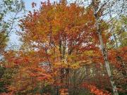 Lot 3B Highway 4, Telford, NS, B0K 1G0 vacant land for...