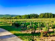 LOT DOMAINE VITICOLE AOC CAHORS 19 HA