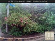 Lot for Sale At Tandang Sora Quezon City near Congressional