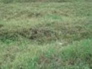 Lot for Sale in Alabang Hills Cupang Muntinlupa City Lot for Sale in Alabang Hills Cupang Muntinlupa City