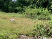 Lot for Sale in Maribohoc, Bohol, Philippines