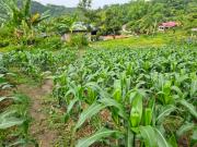 Lot for Sale – Sirao, Cebu City, Philippines