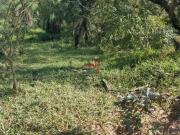 Lote 365 m2 Venda Juatuba