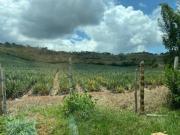 Lote Campestre Independiente De 1000m, 4000m O 9000m En...