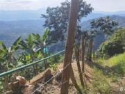 Lote con cultivo para la venta en el sector de combia,... Lote con cultivo para la venta en el sector de combia,...