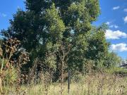 Lote de 2450 m2 Los Pinos Exaltación de La Cruz