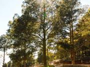 LOTE DE 300 MT2 CON 8 ARBOLES DE 15 MT DE ALTURA, CON...