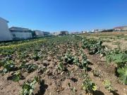 Lote de Terreno, Aver o Mar, Amorim e Terroso, Póvoa de...