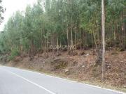Lote de Terreno com ruína em Marmelete, Monchique