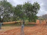 Lote de terreno rstico situado em zona muito tranquila,...