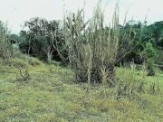 Lote em Estrada Morro Grande Jardim Ísis Cotia/SP