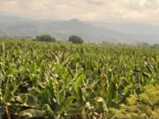 Finca Bananera en venta en Carepa Antioquia, cerca a...