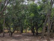 Lote increíble en venta en Los Pinos Campestre