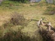 LOTE MURADO Venda Cabo Frio RJ Palmeiras