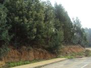 Lote p/ construção São Martinho do Bispo Coimbra