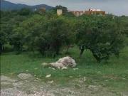 lote plano en TierrAlta 801 m2 con movimiento de suelo