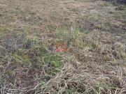 Lote plano no Bandeirantes