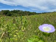 Lote Residencial – Terreno para Chácara em Ibiúna