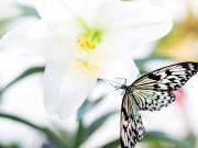 Lote / Terreno à venda em Betim, no bairro Saraiva