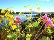 LOTEAMENTO ÀS MARGENS DO LAGO SERRA DA MESA