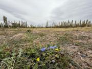 Loteo La Antonia Preventa Lotes de 445 a 771 m2