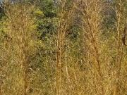 Lotes 1000 mÂ² em JequitibÃ¡ R$ 6.900,00 + 150 parcelas...