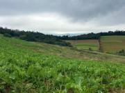 LOTES de 500m² em IBIÚNA